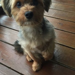 Meet your Posher, Buster